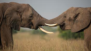 Amboseli National Park
